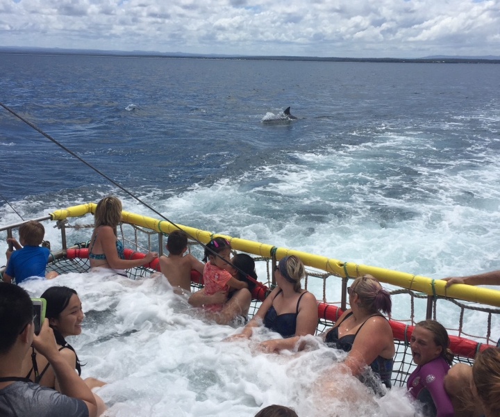 Huskisson: Dolphin Cruise & Boom Netting Experience