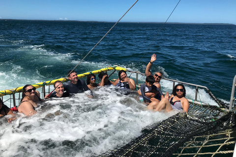Huskisson: Dolphin Cruise & Boom Netting Experience