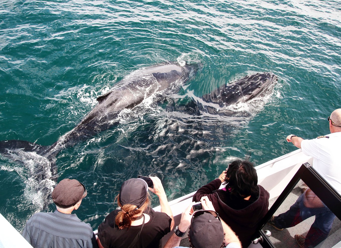 Jervis Bay: 2-timers hvalsafari