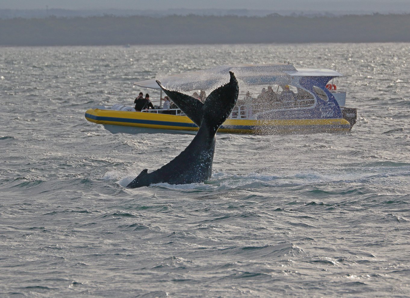 Jervis Bay: 2-timers hvalsafari