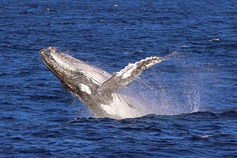 Jervis Bay: 2-Hour Whale Watching Cruise