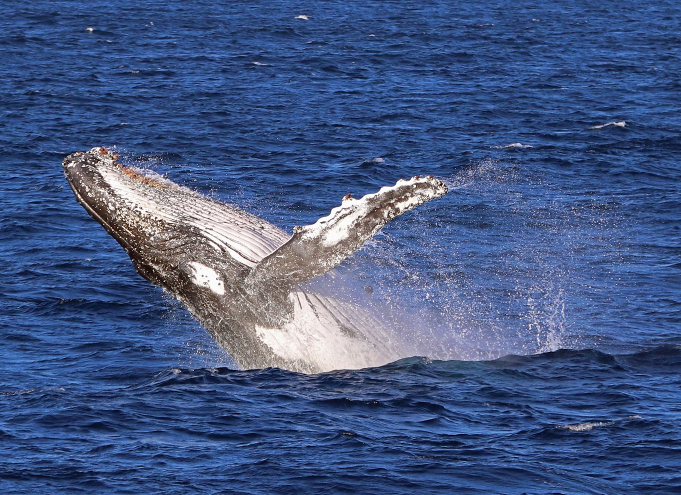 Jervis Bay: 2-timers hvalsafari