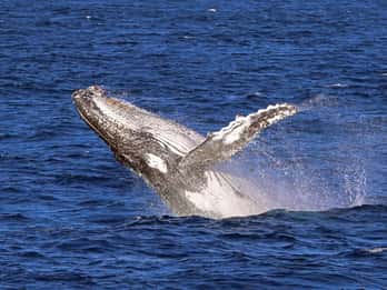 Jervis Bay: 2-Hour Whale Watching Cruise