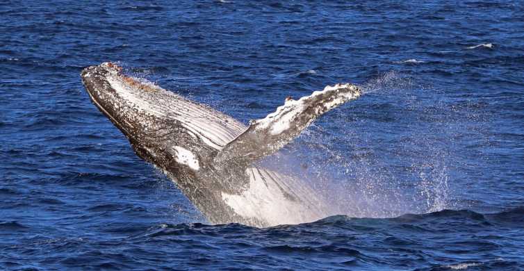Jervis Bay 2 Hour Whale Watching Cruise
