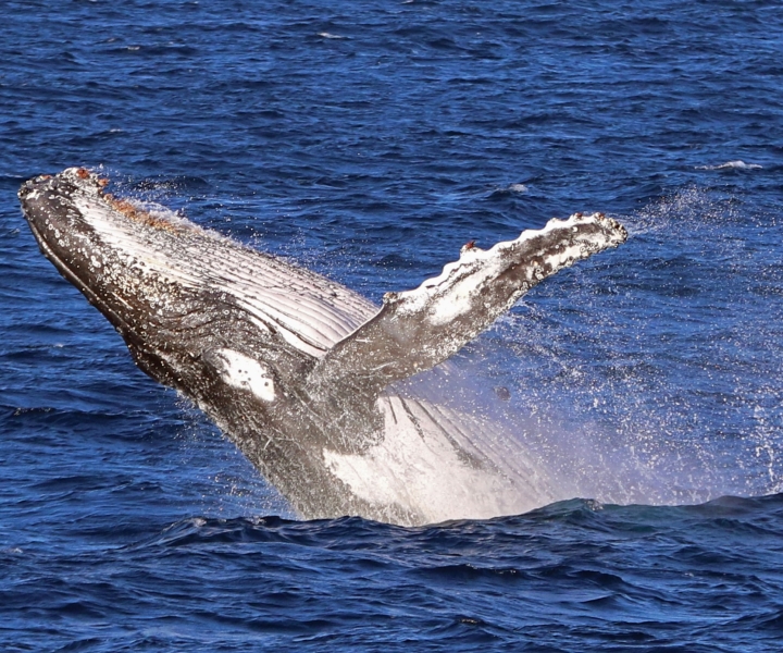 Jervis Bay: cruzeiro de observação de baleias de 2 horas