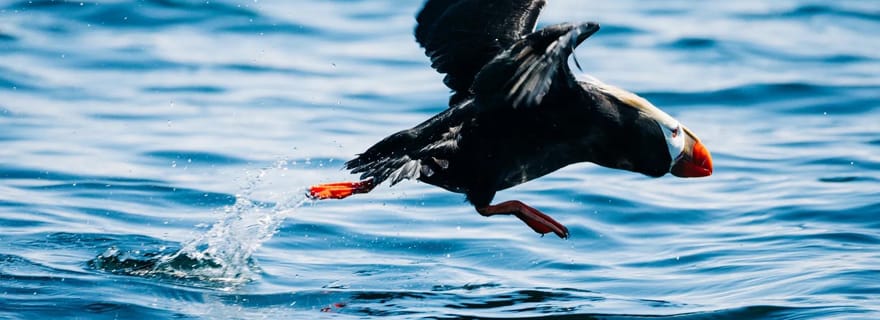 Sitka : Atelier de photographie animalière sur l'eau