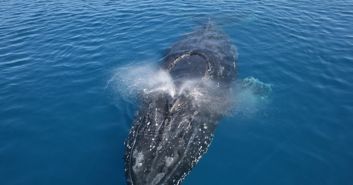 whale watching tour noosa