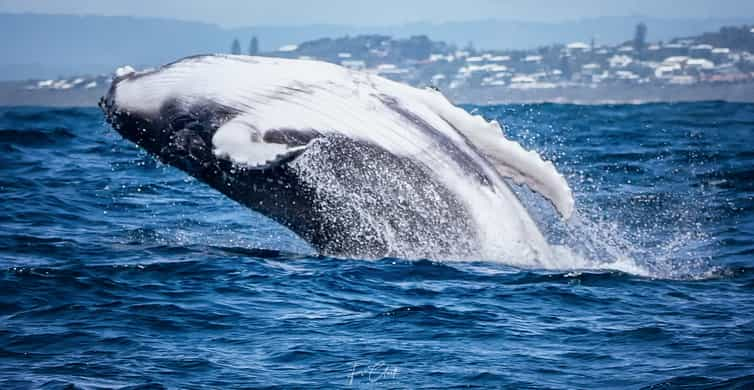 whale watching tour noosa