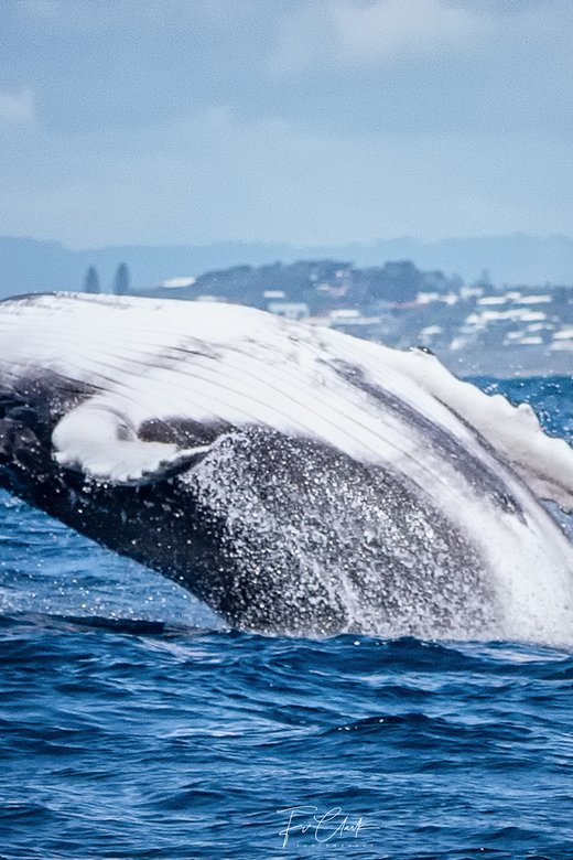 whale watching tour noosa