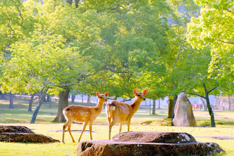 Nara & Kyoto Ancient Charm One-Day Tour Osaka Metro Nippombashi Station, Exit 2 (8:40)