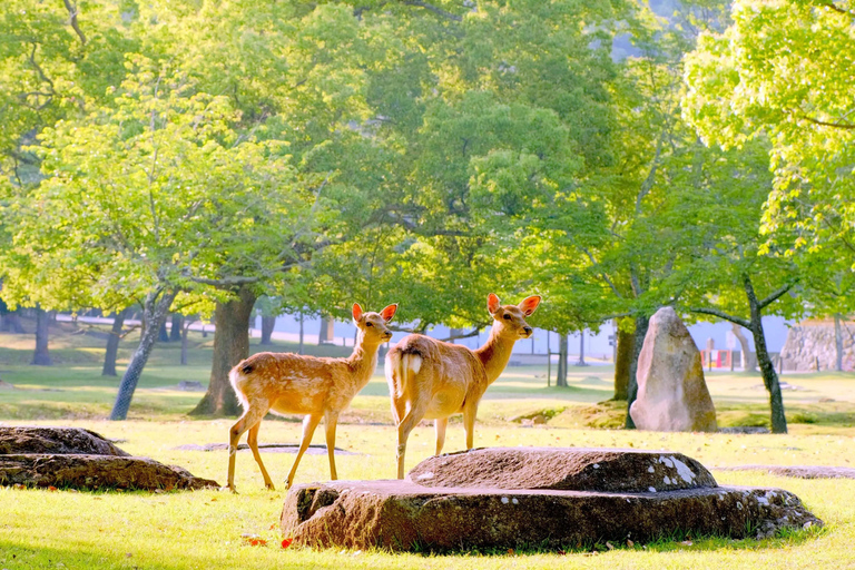Nara & Kyoto Ancient Charm One-Day Tour Osaka Metro Nippombashi Station, Exit 2 (8:40)