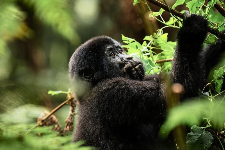 3 Day Gorilla Trekking Uganda Experience