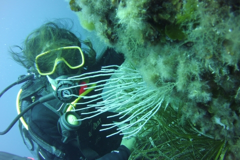 Menorca: Baptism Scuba Diving in Marine Reserve