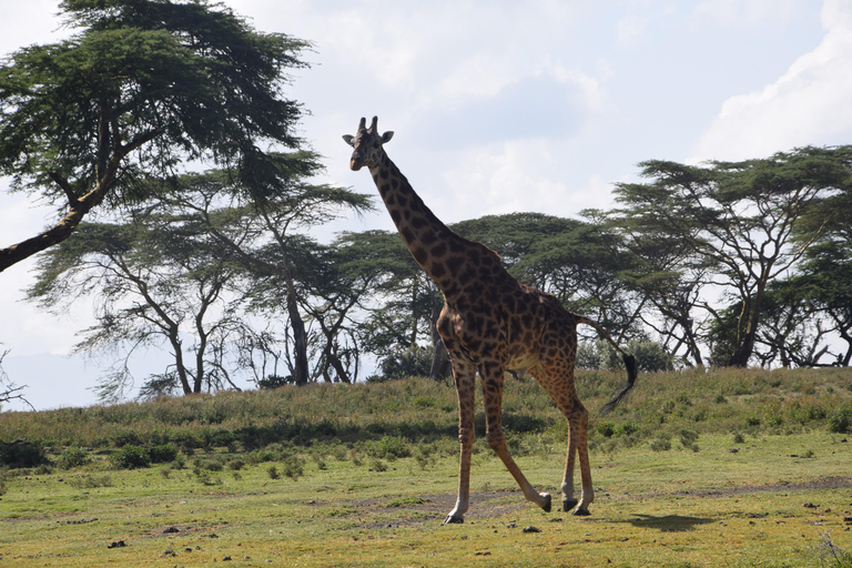 1-Day Crescent Island Walking Safari and Hell's Gate Biking Crescent Island Walking Safari (from Nairobi)