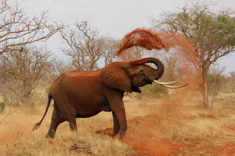 From Durban: Game drive at Hluhluwe-iMfolozi Park Big 5