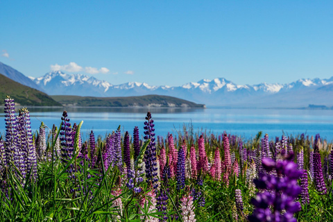 Von Christchurch: 1-Weg-Tour nach Queenstown über Mt Cook