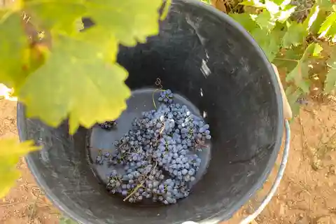 De Valência: Visita ao vinho de Utiel-Requena e almoço tradicional
