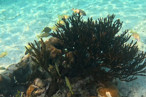 From Cancun: Akumal Reef Turtle & 2 Cenotes Swim Tour Akumal Turtle Snorkeling & 2 Jungle Cenotes Tour
