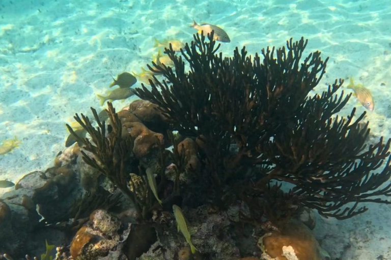 From Cancun: Akumal Reef Turtle & 2 Cenotes Swim Tour Akumal Turtle Snorkeling & 2 Jungle Cenotes Tour