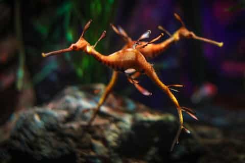 SEA LIFE Berlin Tickets