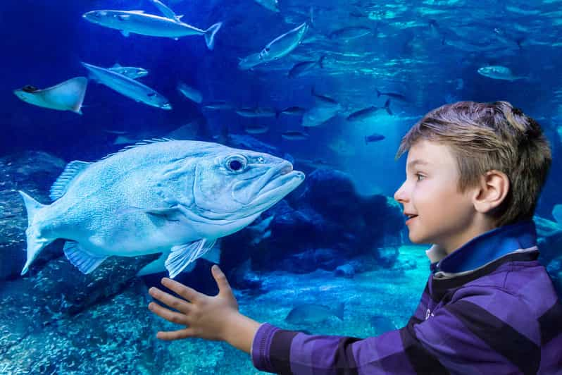 SEA LIFE Berlin Tickets | GetYourGuide