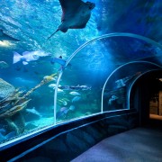 Berlino: Biglietti Per Il SEA LIFE Berlin | GetYourGuide