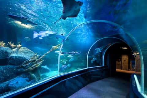 SEA LIFE Berlin Tickets