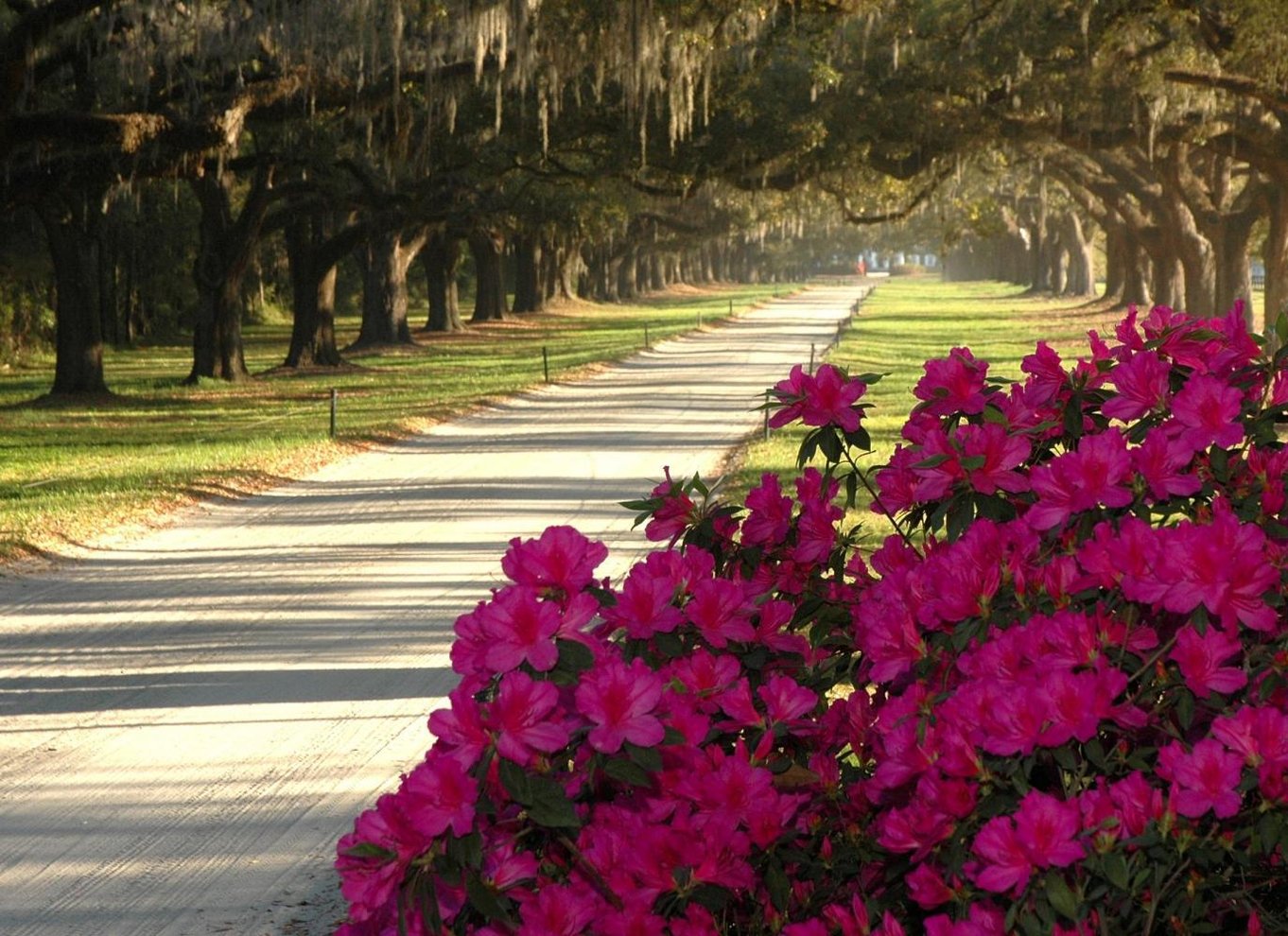 Fra Charleston: Indgang til Boone Hall Plantation med transfer