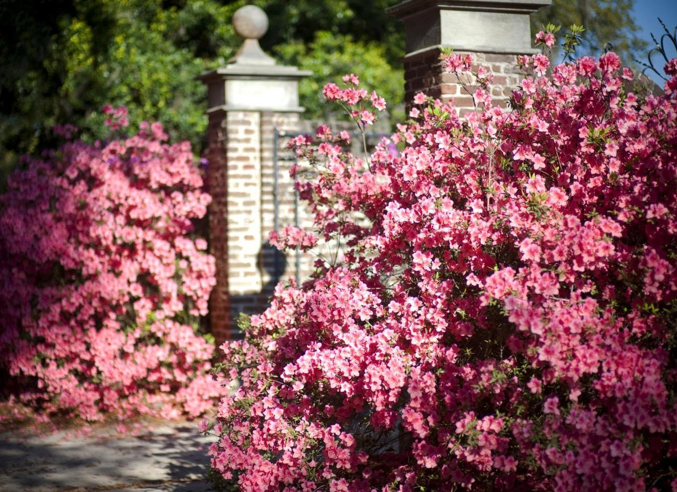 Fra Charleston: Indgang til Boone Hall Plantation med transfer