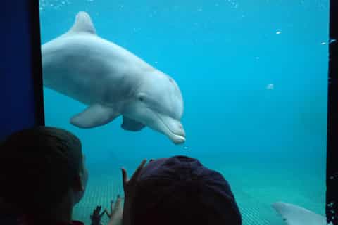 St. Augustine: Marineland Park Admission Ticket