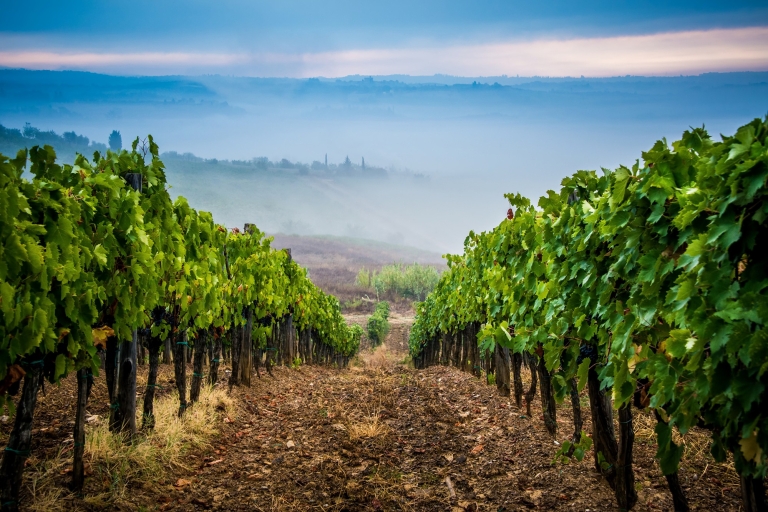 Au départ de Florence : Dégustation de vins et dîner dans les vignobles du ChiantiAu départ de Florence : Visite culinaire de la région viticole du Chianti
