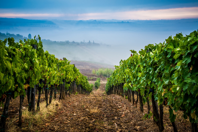 Z Florencji: degustacja wina i kolacja w winnicach ChiantiZ Florencji: kulinarna wycieczka po regionie winiarskim Chianti