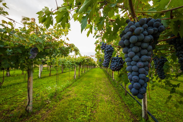 Z Florencji: degustacja wina i kolacja w winnicach ChiantiZ Florencji: kulinarna wycieczka po regionie winiarskim Chianti