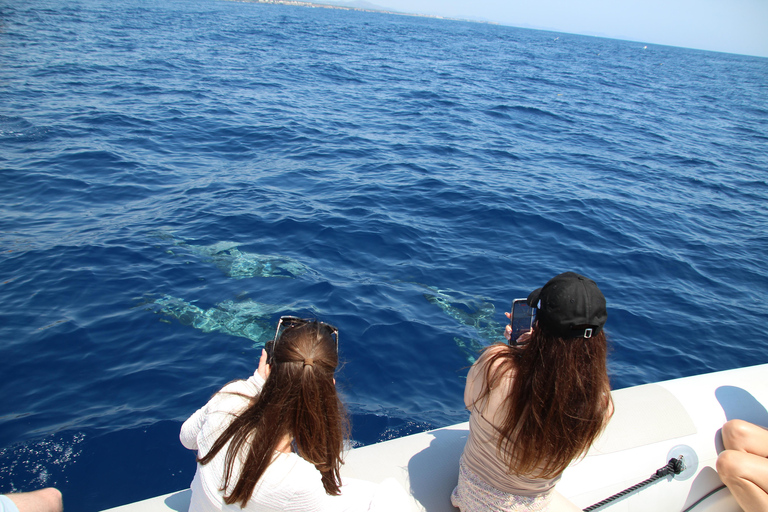 Cala d'Or: Dolphin sightseeing tour with dolphin watching Cala d'Or: Sightseeing tour with dolphin watching