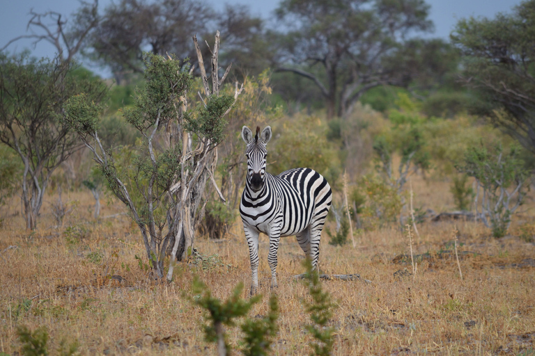 Victoria Falls: Safari game drive tour 3 hours