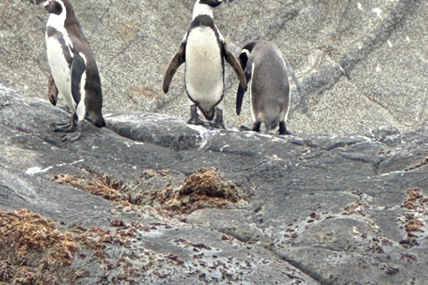 From Valparaiso: Private Mantagua Wetlands & Penguins Tour