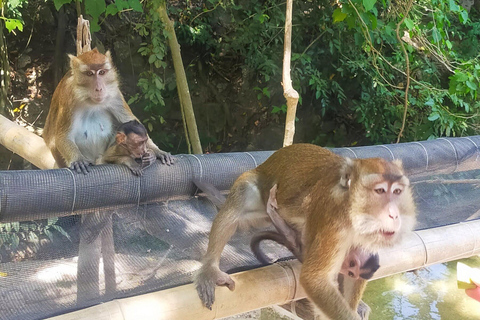 Cebu: 2-Day Private Tour Moalboal and Oslob