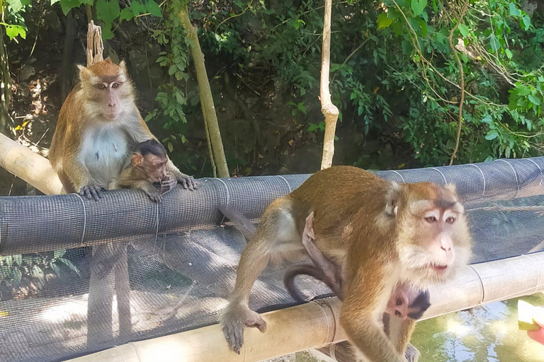 Cebu: 2-Day Private Tour Moalboal and Oslob