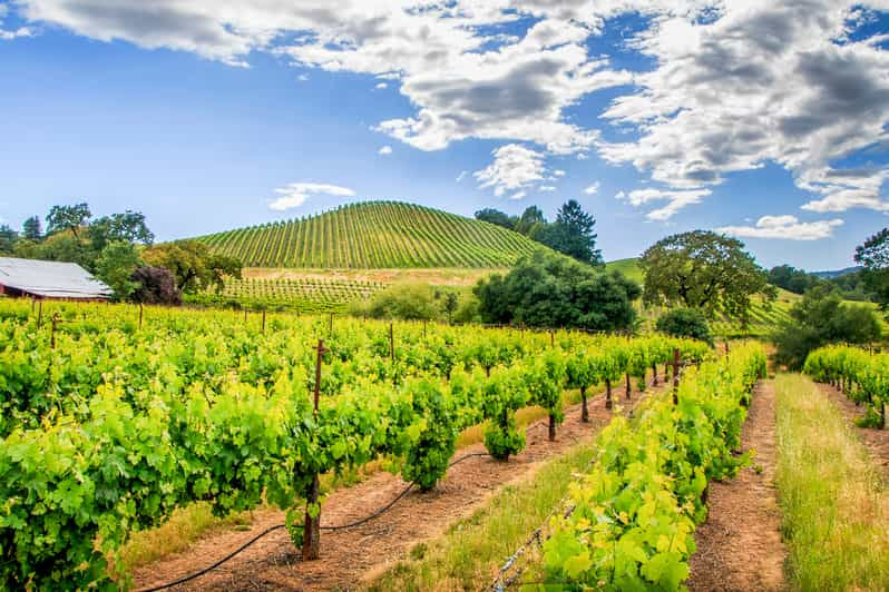 Sonoma Valley: Guided Winery Tour With Picnic Lunch | GetYourGuide