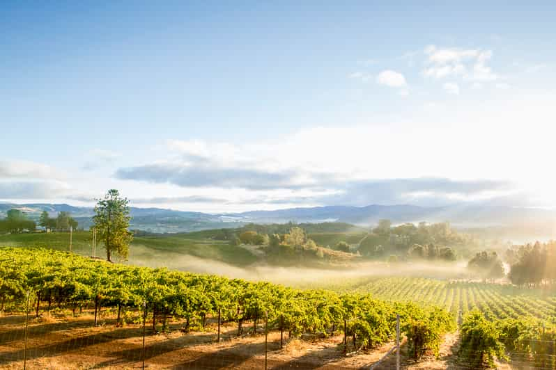 Sonoma Valley: Guided Winery Tour With Picnic Lunch | GetYourGuide