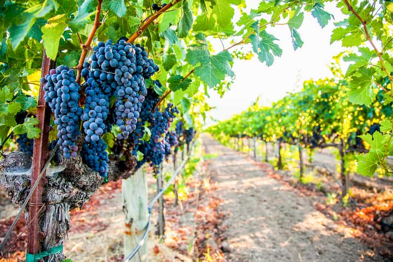 napa guided wine tours