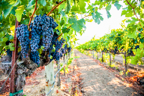 Napa Valley: Guided Wine Tour with Picnic Lunch
