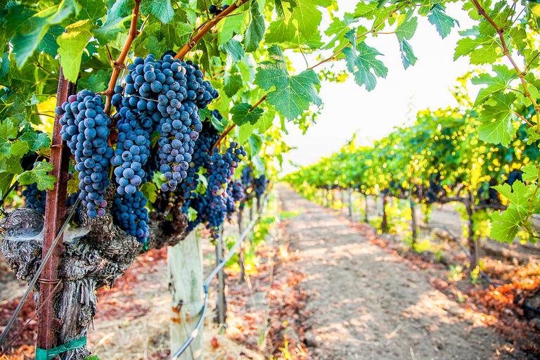 Napa Valley: Guided Wine Tour with Picnic Lunch