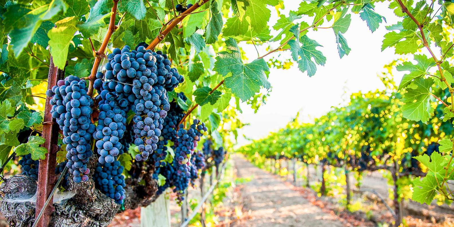 Napa Valley wine tour — vineyards and wine tasting — image 4