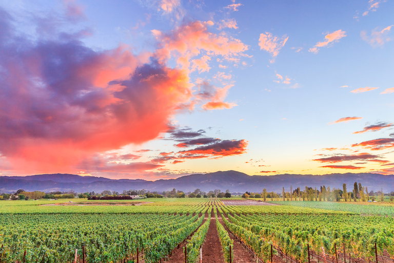 Napa Valley: Guided Wine Tour with Picnic Lunch