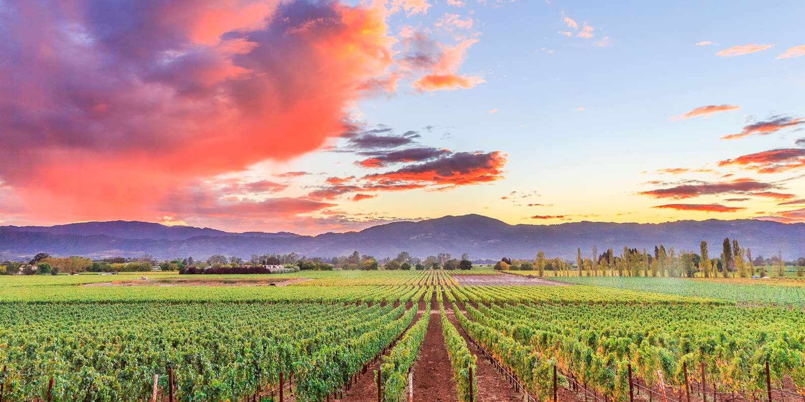 Napa Valley wine tour — vineyards and wine tasting — image 3