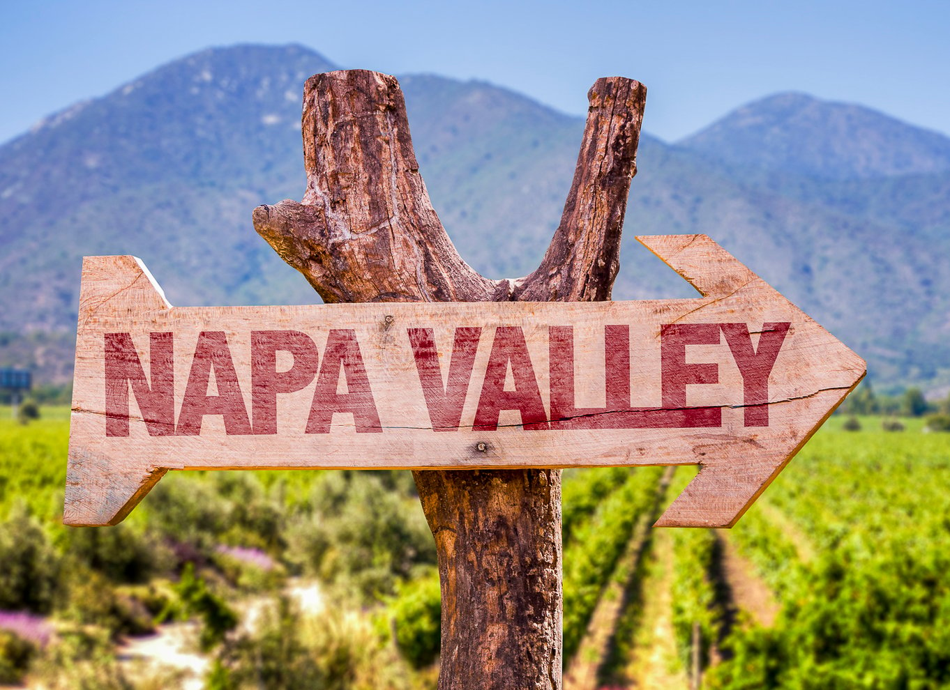 Napa Valley: Guidet vinudflugt med picnic frokost