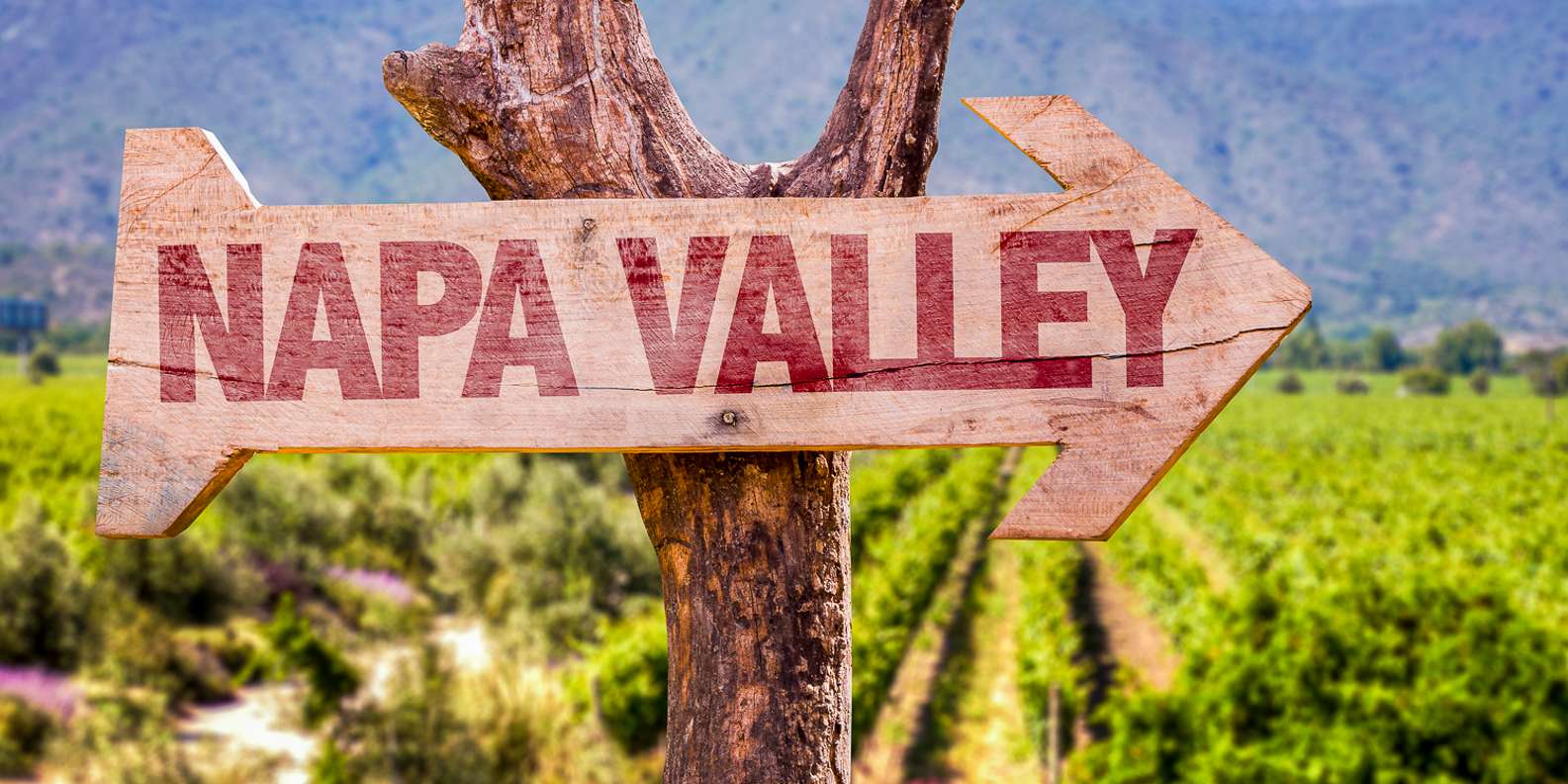 Napa Valley wine tour — vineyards and wine tasting — image 9