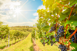 Degustazioni di vini a Napa Valley