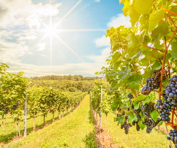 Napa Valley: Guided Wine Tour with Picnic Lunch